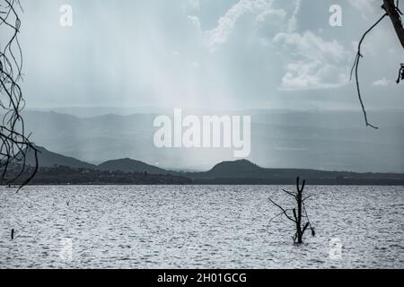 Dead trees in a salty lake at Sopa Lodges Naivasha Kenya by Antony Trivet Photography Stock Photo