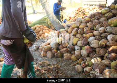 conde, bahia, brazil - october 7, 2021: a worker peels dried coconut fruit on a farm in the rural area of the municipality of Conde, north coast of Ba Stock Photo