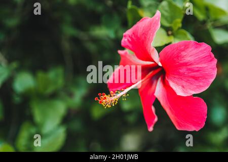 Close up of Red hibiscus flower against blurred green foliage Stock Photo