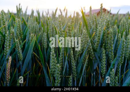 A field of green wheat at sunset, early summer in Sörmland, Sweden (red barn in the background) Stock Photo