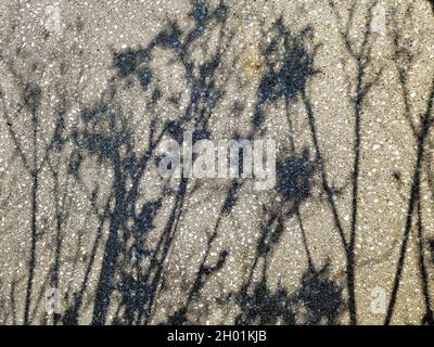 Weed shadow pattern on concrete wall Stock Photo