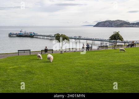 Sheep grazing on grass in front of Llandudno Pier on the North Wales coast seen in October 2021. Stock Photo