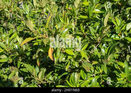 close-up of a cherry laurel hedge in sunlight with ripening fruits Stock Photo