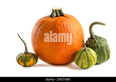 Pumpkin on a white background. Decorative pumpkin isolated halloween isolate on white to insert into your project or design. Three orange pumpkins Stock Photo