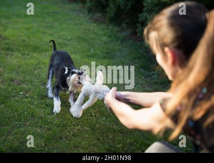 toy miniature schnauzer
