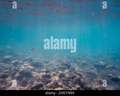 Stone bottom, surface and fish in the blue underwater world. The suns rays pass through the water, sun glare Stock Photo