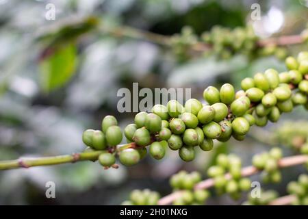 Coffee tree branch with many green or unripe coffee beans. Green coffee close up on out of focus background. Stock Photo