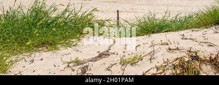 Sand dunes on the Caribbean beach with some grass and seaweeds Stock Photo