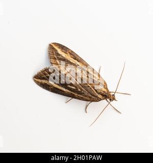 Chesias legatella, the Streak Moth, on a square cropped white background. Stock Photo