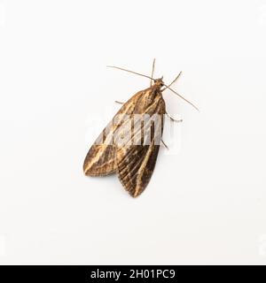 Chesias legatella, the Streak Moth, on a square cropped white background. Stock Photo