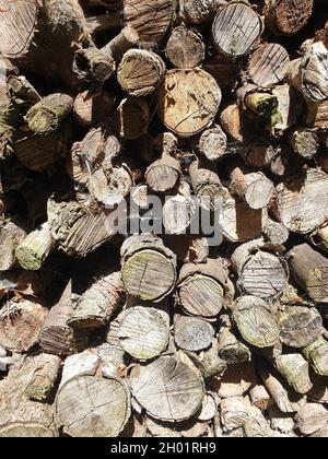 Holzscheite im Garten Stock Photo