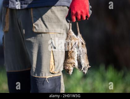 Close up of farmer's hand with gloves holding two dead rats for tails on farm Stock Photo
