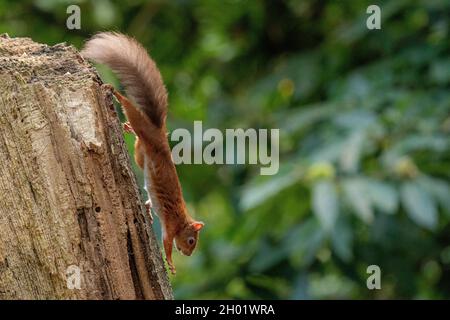 Red Squirrel Climbing down tree on Brownsea Island in Dorset Stock Photo