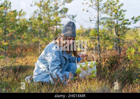 Autumn berries picking: young woman on swamp searching for ripe cranberry spend weekend outside city Stock Photo