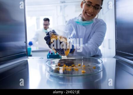 Agronomist testing corn grains in laboratory. Shoot from inside of ...