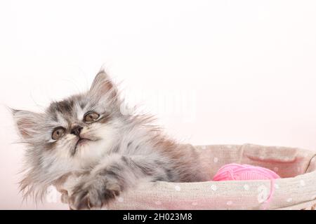 Close-up of a small gray kitten lying in a basket with colorful balls of thread on a pink background. copy space Stock Photo