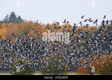 Thick flock of barnacle goose flying in fast speed past forest with Autumn foliage on October Afternoon in Helsinki, Finland. Stock Photo