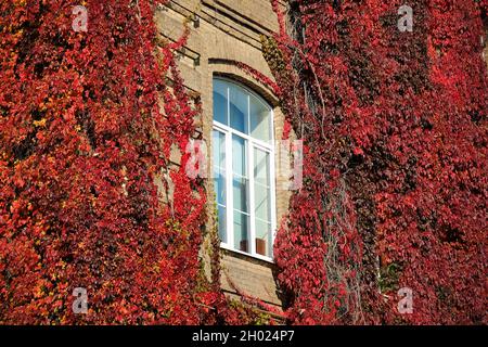 Virginia creeper on stone wall, red leaves around window in autumn Stock Photo