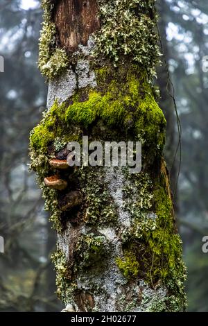 Dead tree trunk overgrown with lichen, moss and fungi Stock Photo