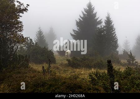 A dairy cow grazes on a misty mountain pasture at the edge of the forest in the Vosges near Linthal in the Munster valley, Alsace, France. The mountain pastures of this valley traditionally supply the milk for the protected Munster cheese (AOP). Stock Photo