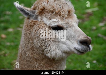 close up of cream llama on the grass Stock Photo