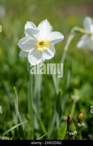 Solitary white daffodil flower blooming against a green empty unfocused background Stock Photo