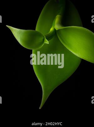 vanilla orchid flowering plant leaves closeup, also known as flat leaved vanilla, isolated on black background Stock Photo