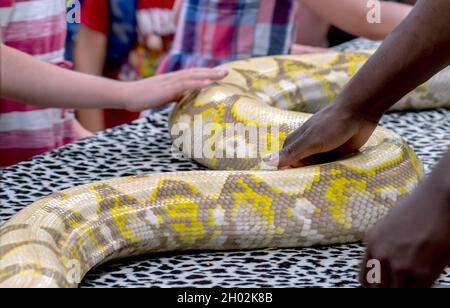 Hands touch a large snake at a show and tell event about wild animals Stock Photo