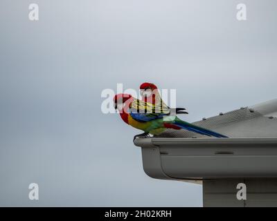 Two vibrantly coloured Eastern rosella birds standing out against the grey sky, perched on light grey roof guttering