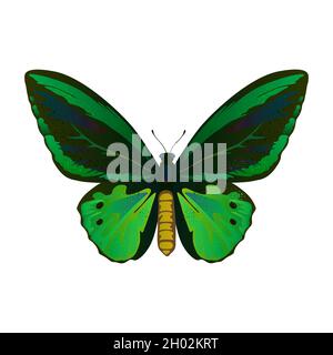 Colorful big tropical butterflie, birdwing, ornitoptera papilionidae isolated on white background. Stock Vector