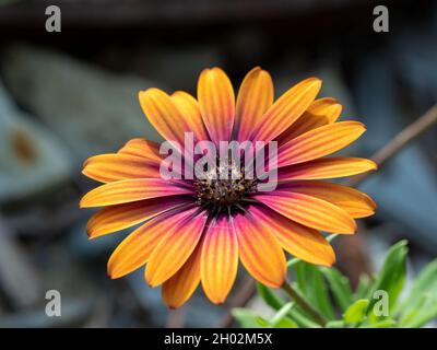 Flowers, Osteospermum Purple Sun daisy flower in glorious bloom in a coastal garden, Its orange petals pink purple in the centre, NSW Australia Stock Photo