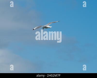 An Australian Silver Gull bird flying across a bright blue sky with some white and grey fluffy clouds, Australia Stock Photo