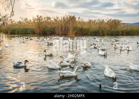Flock of geese swimming in Azmak creek in Akyaka slow city in Turkey Stock Photo