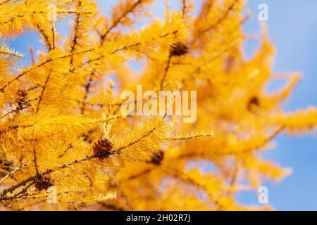 Prickly branches of Larch tree yellow color with growing brown cones. Bright autumn view of Larix decidua tree on sunny weather. Stock Photo