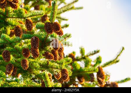 Prickly fir branch with brown pine cones, Christmas holidays background. Stock Photo