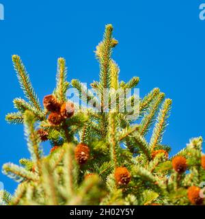 Green prickly branches of fur-tree or pine with cones on background of blue sky. Selective focus. Stock Photo