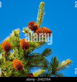 Evergreen branches of Christmas tree with cones on background of blue sky. Focus foreground. Stock Photo
