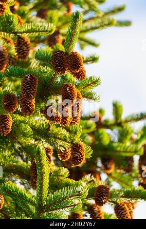 Pine cones on fir tree with prickly needles in winter forest on sunny weather. Stock Photo