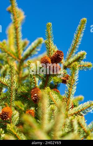 Evergreen branches of spruce tree with needles and brown pine cones on sunny day. Soft, selective focus Stock Photo