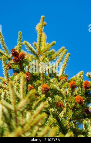 Branch of Xmas pine tree with needles and pine cones on background of blue sky. Selective, soft focus Stock Photo