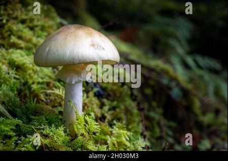 Mushroom growing in moss on the damp woodland floor in autumn Stock Photo