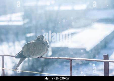 Pigeon freezing in the cold fluffing its feathers sitting on the balcony railing with snowflakes falling around | Beautiful winter scene Stock Photo