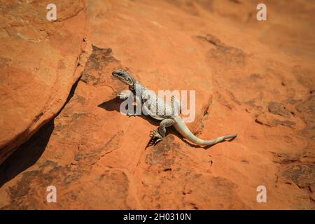 Lizard sitting on the orange rock in a sun | Top down close photo of a lizard basking in the sun, sun bathing Stock Photo