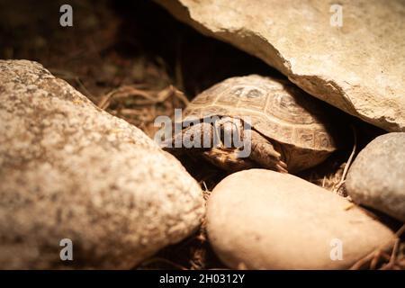Baby Russian tortoise partially hiding its head and legs in shell | Baby steppe tortoise hiding in carapace, among rocks, Tortoise under light bulb Stock Photo