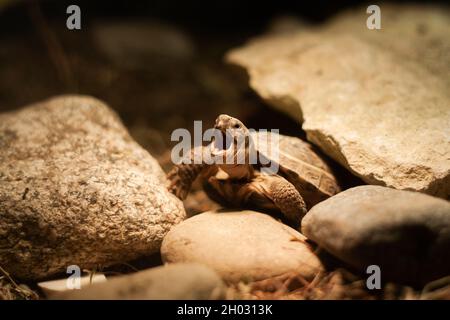 Baby Russian tortoise widely opening mouth under light bulb close view | Baby steppe tortoise basking in a light in a terrarium Stock Photo