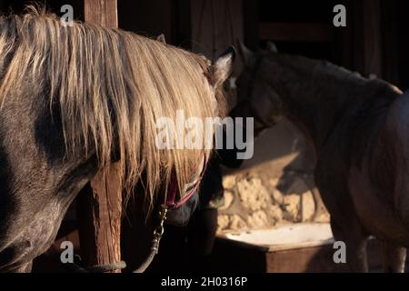 Two dappled-grey horses standing outside in front of the the stable in the warm orange sunset light one with head turned back,  tied to a pole Stock Photo