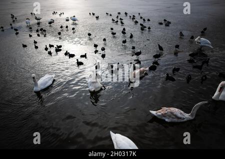 Swan eating with rump in the air among swans and Eurasian coots | Swan upside down in the water with rest of flock and other waterfowl in frozen lake Stock Photo