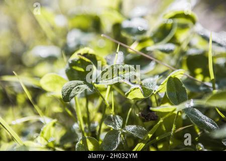 Clovers, trefoil, shamrocks fresh flora outdoors. Stock Photo