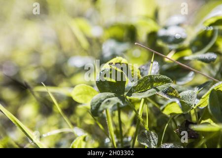 Clovers, trefoil, shamrocks fresh flora outdoors. Stock Photo