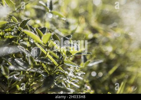 Clovers, trefoil, shamrocks fresh flora outdoors. Stock Photo